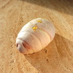 White Chocolate Lemon Curd Salt Bread (Pick up only)